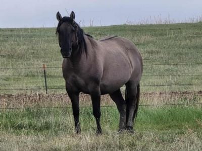 Goldun It Ok Blue <BR>AQHA 6106990